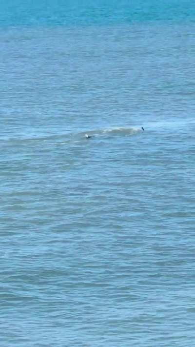 Thresher shark close to shoreline