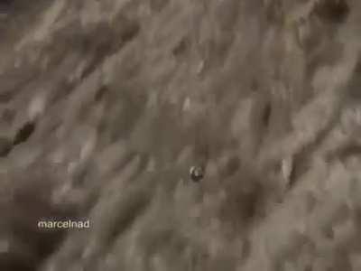 Golden Eagle pulls a Chamois off of a cliff