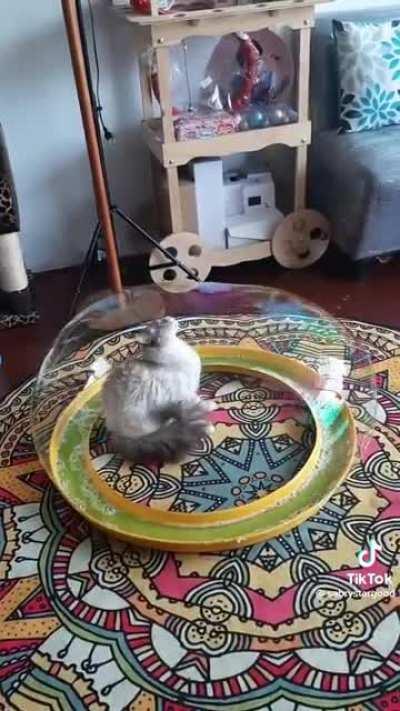 CaT tRapPed tO SuFfocaTe aNd DiE