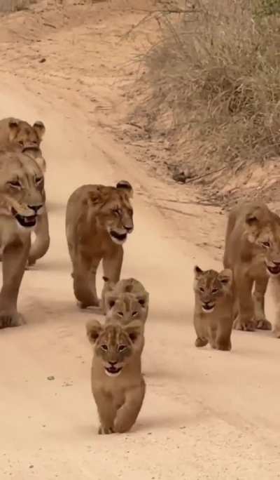 Um filhote de leão dando um rugido FEROZ, vocês se assustaram?