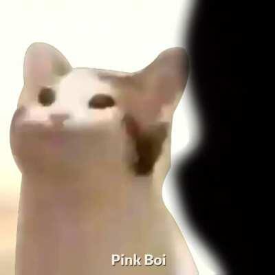 Cat goes Pop pop pop