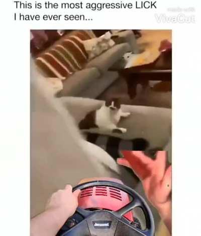 that cat graves for glizzy