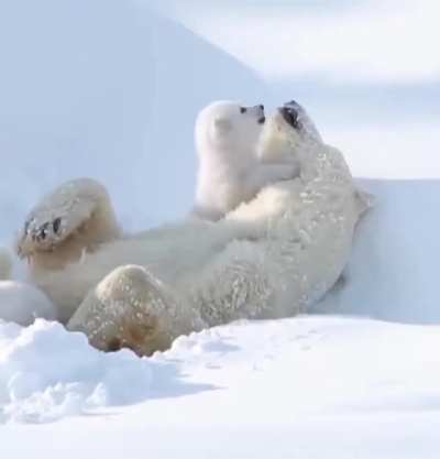A polar bear and its baby playfully interacting in a charming way