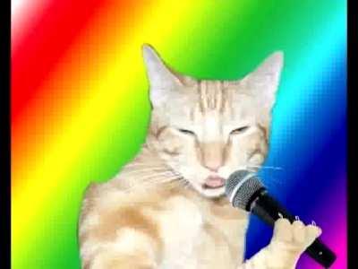 h ola este es mi gato presenten sus gato s like si son amantes d elos gatos