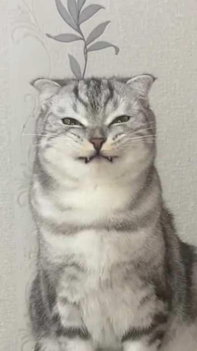 Impressive teefies :D