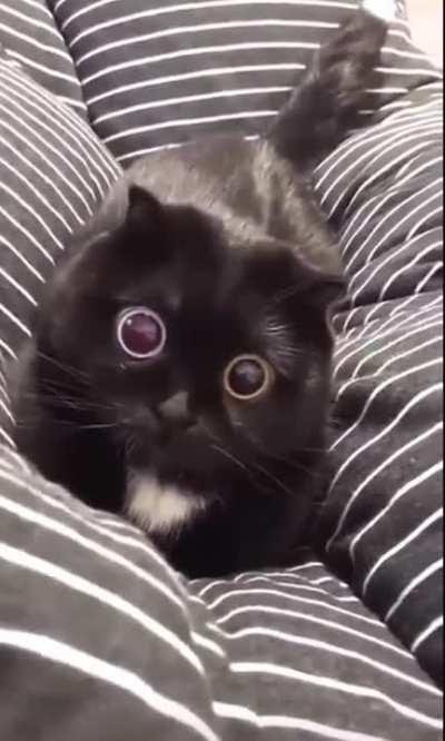 A Black Cat with Heterochromia