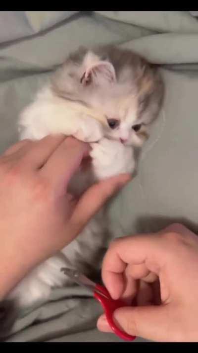 Cuteness overloaded ð