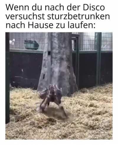 Wenns ein paar Wodka-Bull und Goaßmaß zu viel waren