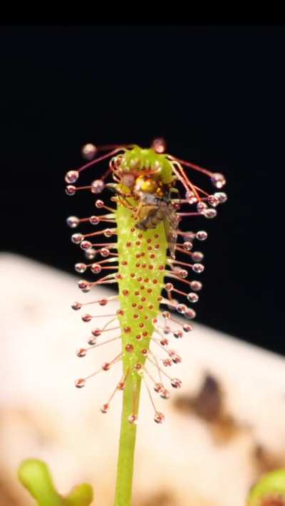 Death by Lollipop Hugging, A Timelapse