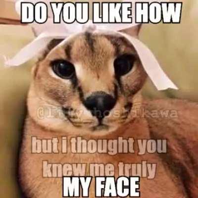 Floppa of everything 