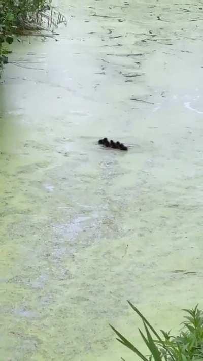 Duck mum playing hide and seek with her ducklings.