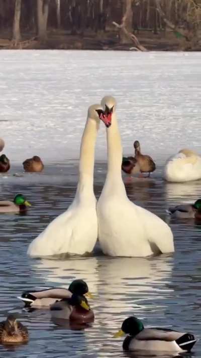 They're likely the inspiration behind why we draw hearts as ❤️ nowadays.