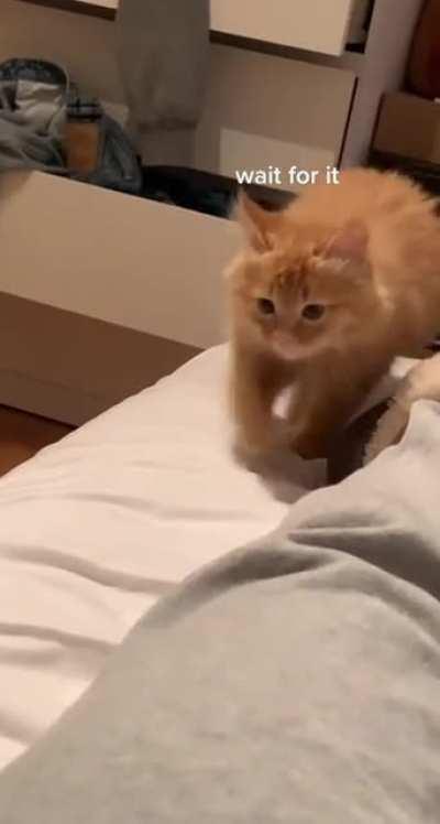 how is he celless but pulls up when you PSPSPS