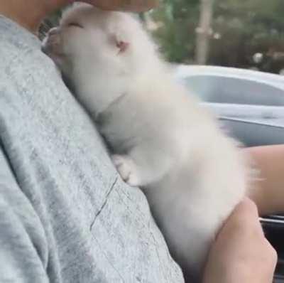 Driving with a cat