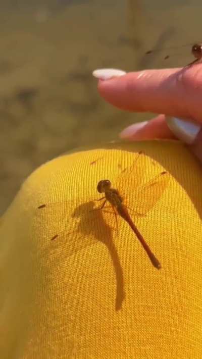 Autumn Meadowhawk zen 🪷