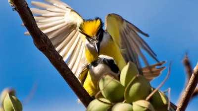 Bom dia avícola!🤣