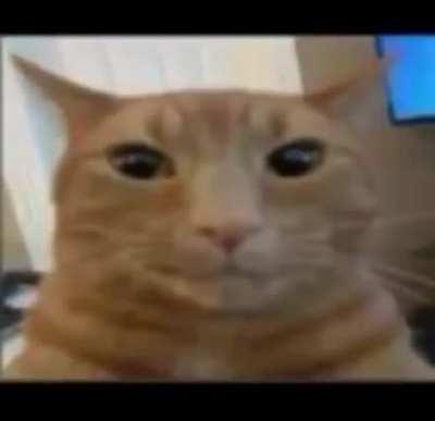 Happy 10k kittyposters