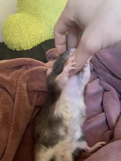 Bob can’t get enough of the scritches