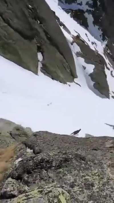 Goat thing booking it down the slopes