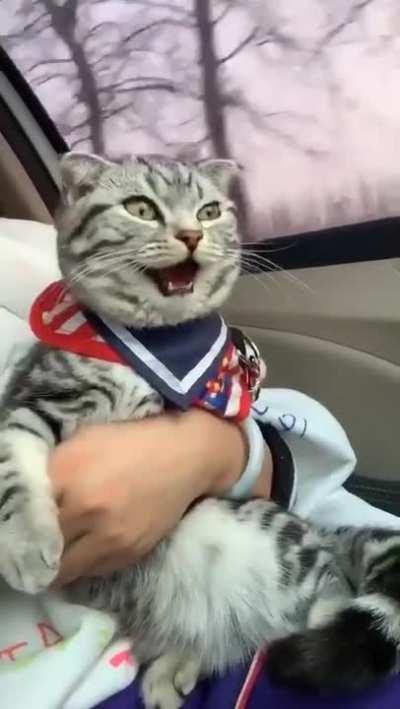 Cat Like This Trip...