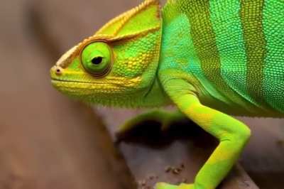 Kandinsky-5. Random Vids