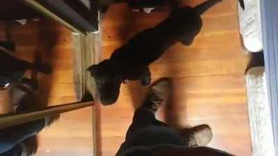 Dog wagging her tail under the covers doesn’t realize we can see her