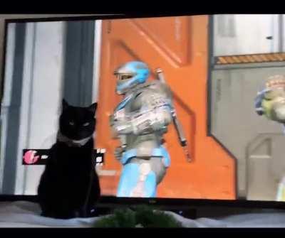 My cat likes to feel involved