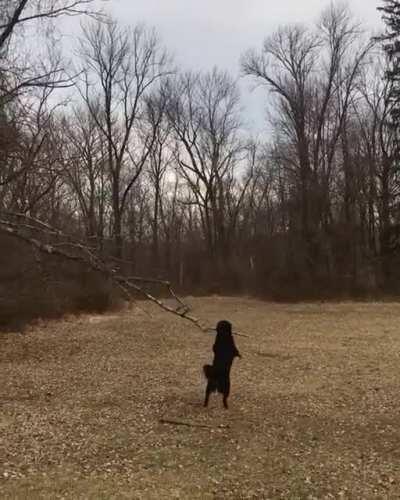 You got it Gus! Bring me that stick 👊🏼👊🏼