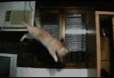 Nice follow through with the hind legs