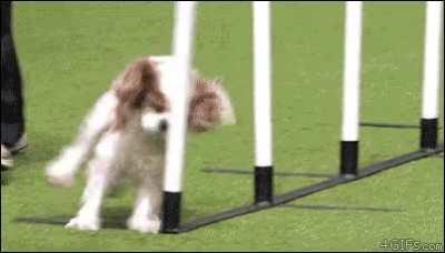 not my dog, but still derpy