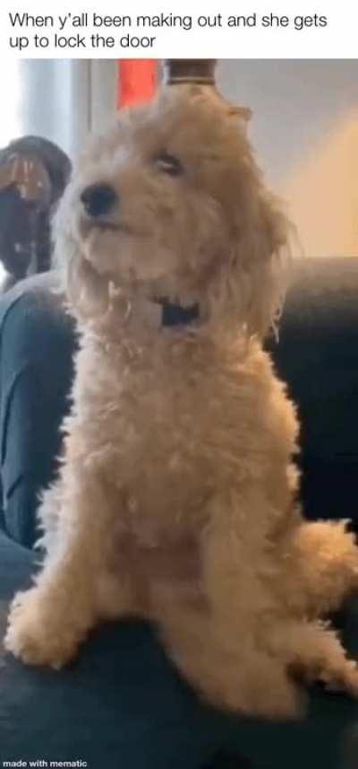 It’s a long boi… meme