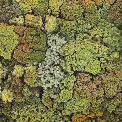 Windy Forest Seen From Above