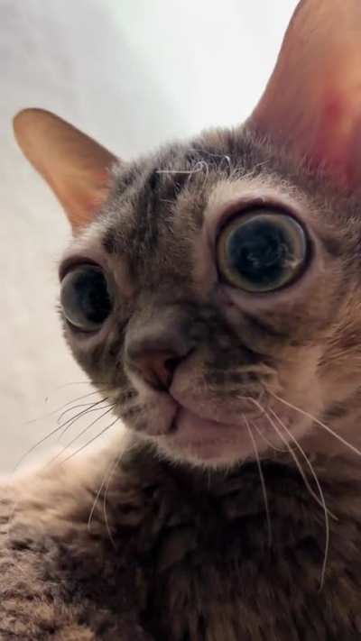 Gumbus saw you have been thinking...