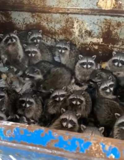 Thanks I hate this army of raccoons 🦝