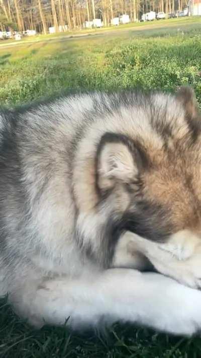 I tried to take a cute slow motion video of my dog surrounded by dandelion seeds and wound up with this train wreck instead [OC]