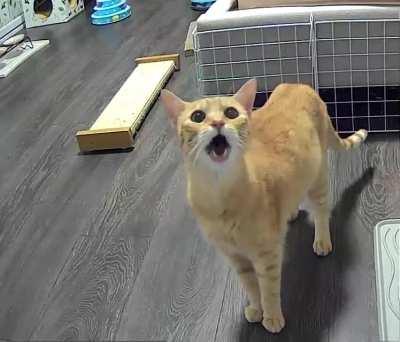 Foster cat yelling at me through the camera 🙀