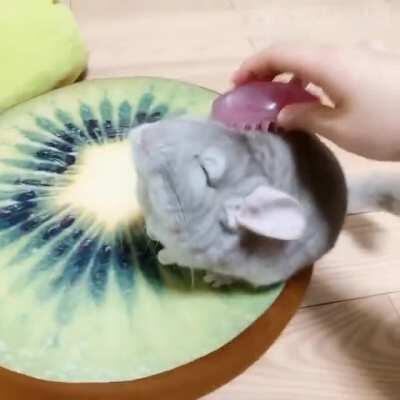 I don't think anyone loves brushies more than this guy