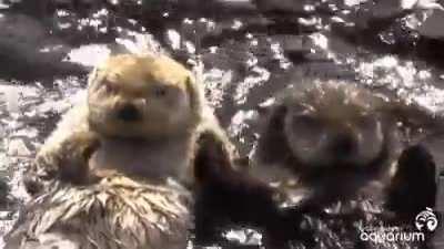 less femcel/incel posts. more otter posts. ✝️🦦