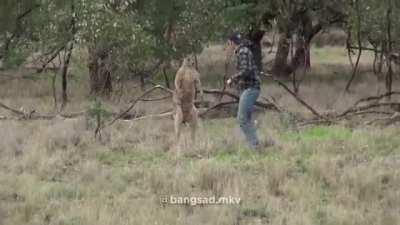 Boxing with a kangaroo