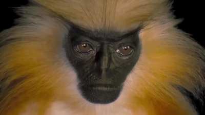 🔥 A rare close-up of the elusive Golden Langur, one of the only known primates that actively avoids humans