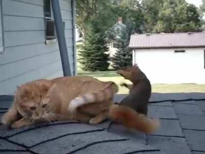 squirrel decided to play with the cat