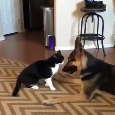 A carefully planned attack.