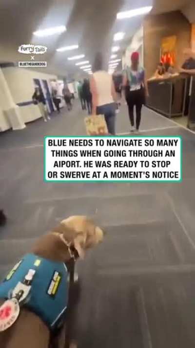 A dog can find the bathroom at a place he’s never been into. Pretty strange talent, but still is very cool.