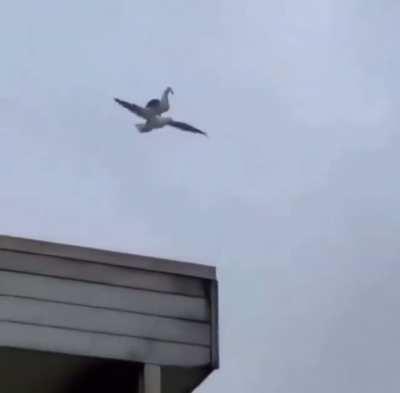 Seagull on top of another mid flight