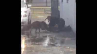 Sucker punch a cop that doesn’t have backup. Let’s see what happens.