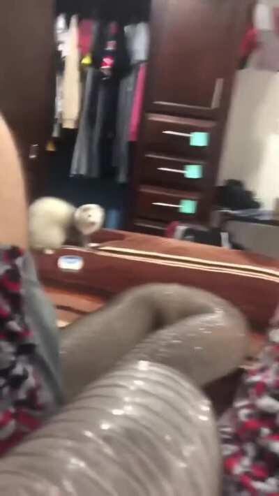 Derpy Ferret Freaking Out