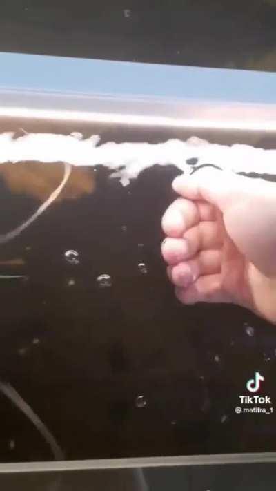 Mr Catfish enjoys a tomato