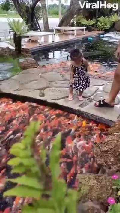 A great view of koi feeding in Thailand.