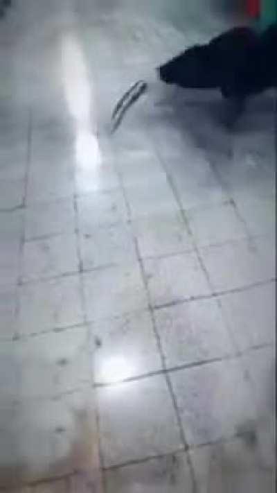 Michael's Robot dog when he makes an error in the code.