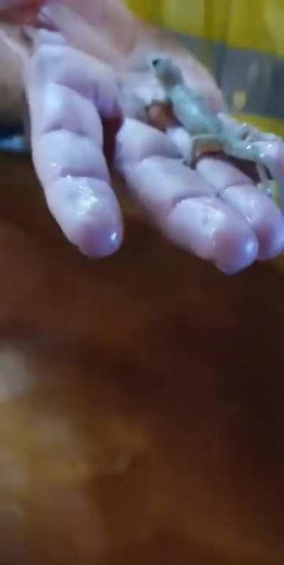 This little gecko fell into this guy's beer and drowned, but he managed to bring it back to life with CPR